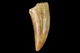 Theropod Tooth - Real Dinosaur Tooth #159025-1